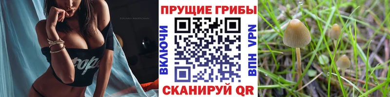 MEGA как зайти  Карасук  Галлюциногенные грибы мицелий 